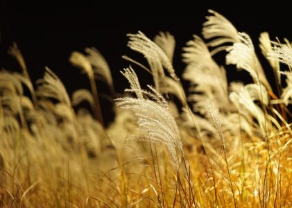 Fra gade til garage: Ladebokse, der forvandler dit hjem