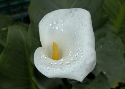 Spar penge: Gode råd til billige hp-blækpatroner uden at gå på kompromis