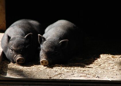 Gør svinestalden lugtfri – skift til spåner som strøelse